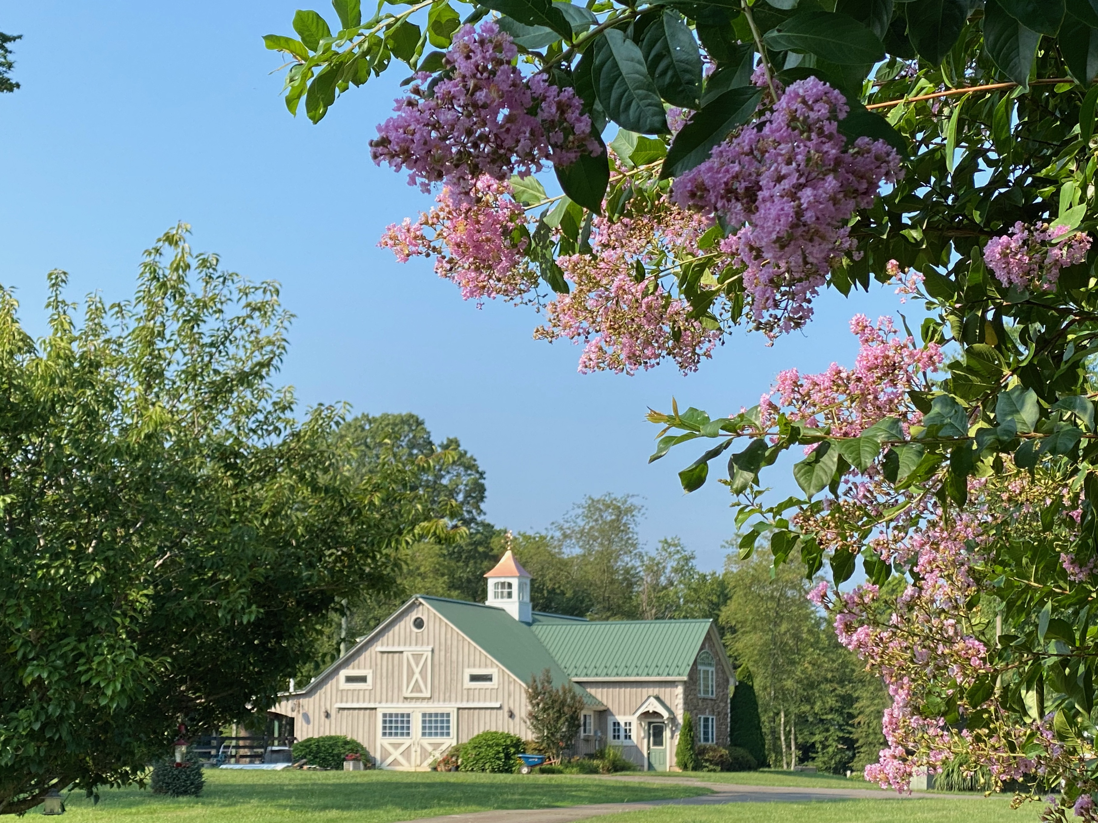 Crepe Myrtle